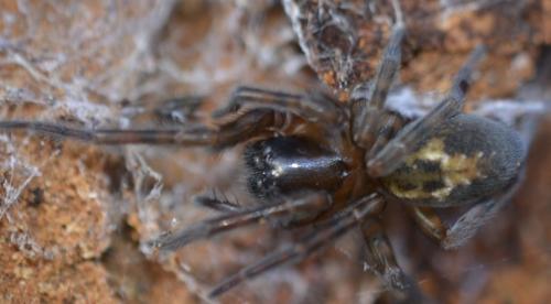 Amaurobius sp.